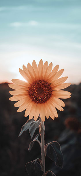 Bộ 50+ ảnh nền chất lượng cao, nhiều chủ đề cho smartphone 19