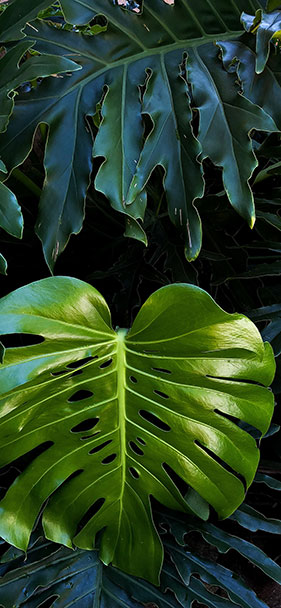 Bộ 50+ ảnh nền chất lượng cao, nhiều chủ đề cho smartphone 30