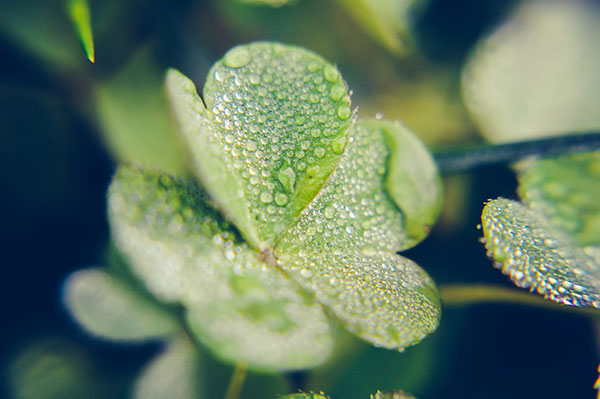 Hình nền cỏ ba lá đẹp nhất cho laptop 22