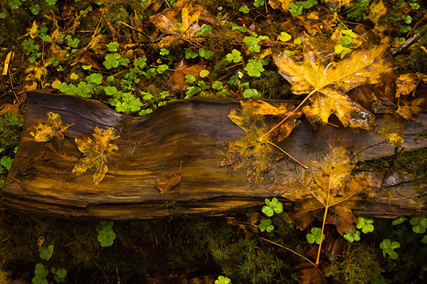 Hình nền cỏ ba lá đẹp nhất cho laptop 24