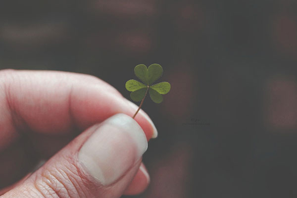 Hình nền cỏ ba lá đẹp nhất cho laptop 25