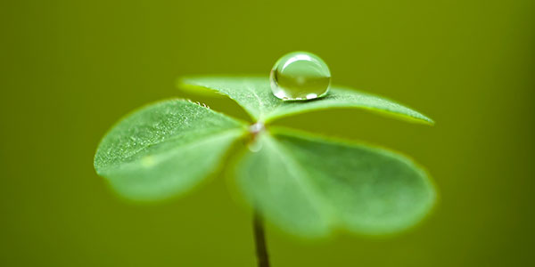 Hình nền cỏ ba lá đẹp nhất cho laptop 28