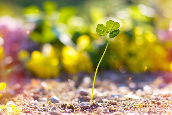 Hình nền cỏ ba lá đẹp nhất cho laptop 29