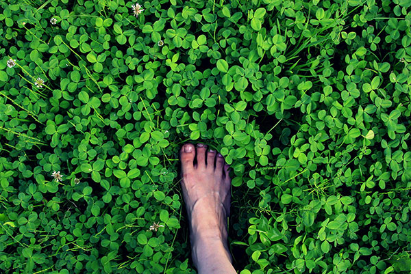 Hình nền cỏ ba lá đẹp nhất cho laptop 30