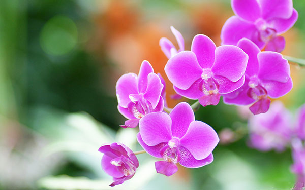 Tổng hợp những hình ảnh hoa đẹp nhất 10
