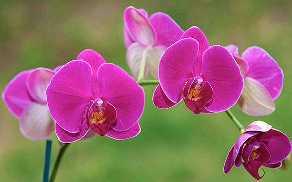 Tổng hợp những hình ảnh hoa đẹp nhất - Quantrimang.com