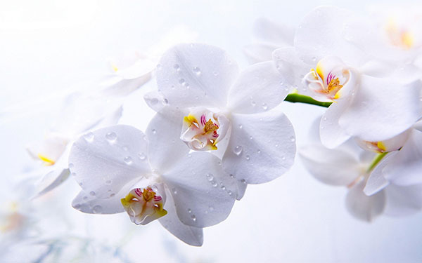 Tổng hợp những hình ảnh hoa đẹp nhất 12