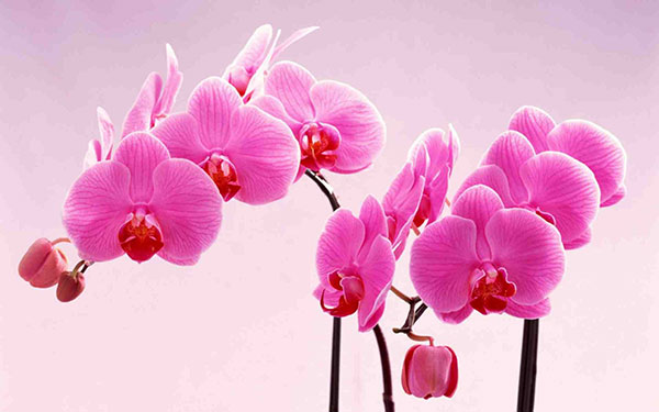 Tổng hợp những hình ảnh hoa đẹp nhất 8