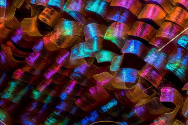 Vảy cánh bướm của Luciano Andres Richino