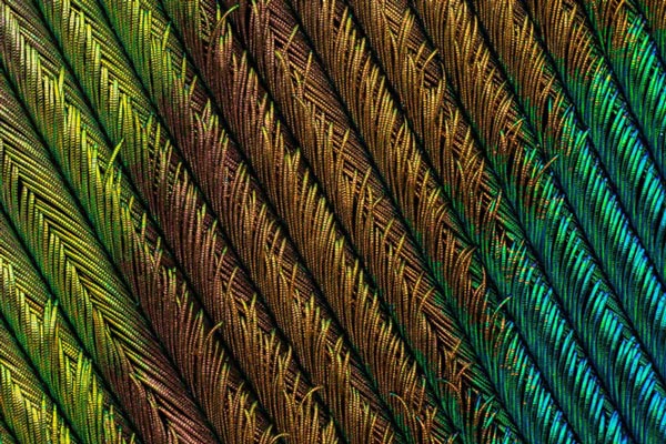 Tác phẩm Lông con công đực