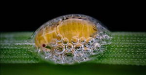 Vẻ đẹp ngỡ ngàng của thế giới nhỏ bé dưới kính hiển vi qua những bức ảnh đoạt giải Nikon Small World Photomicrography 2018