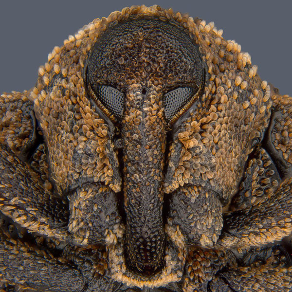 Chân dung một loài bọ