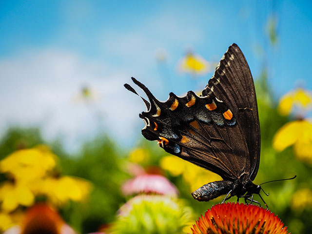 Flickr là nơi nhiều người lựa chọn để lưu trữ ảnh