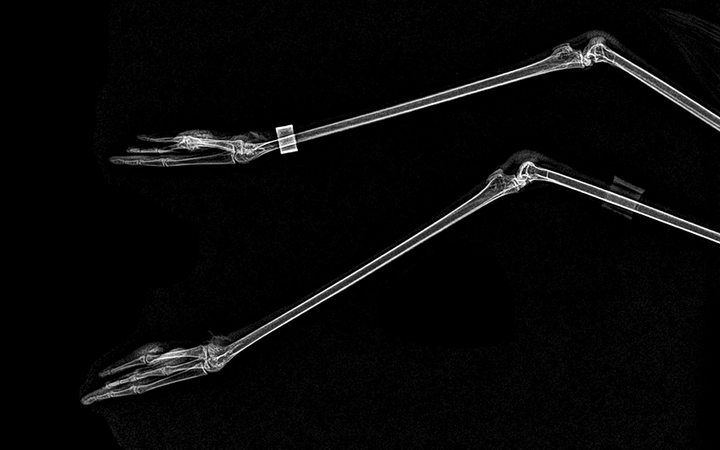 Ảnh chụp chân của loài chim hồng hạc