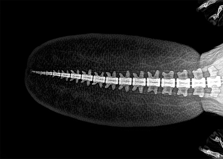 Đuôi của một con hải ly