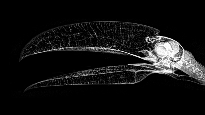 Loài chim Toco Toucan