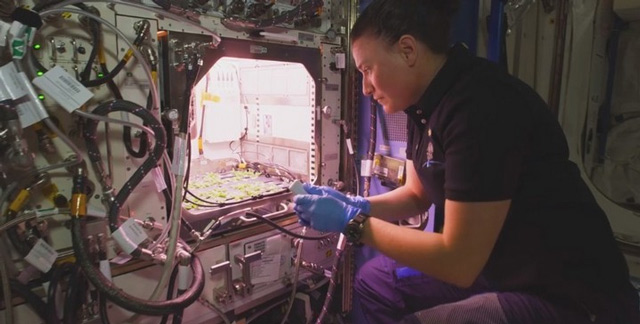 Trồng rau trên trạm ISS