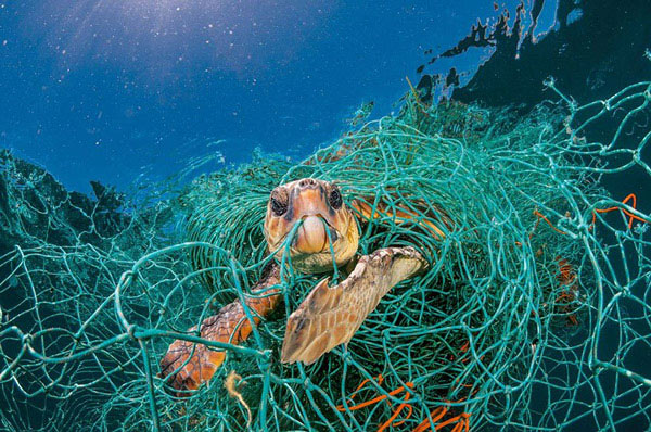 Một con rùa bị mắc kẹt trong một tấm lưới cũ bỏ đi cố gắng thoát ra và ngoi lên mặt nước để thở