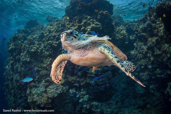 Rác thải nhựa và tác động của nó tới môi trường và động vật hoang dã 20