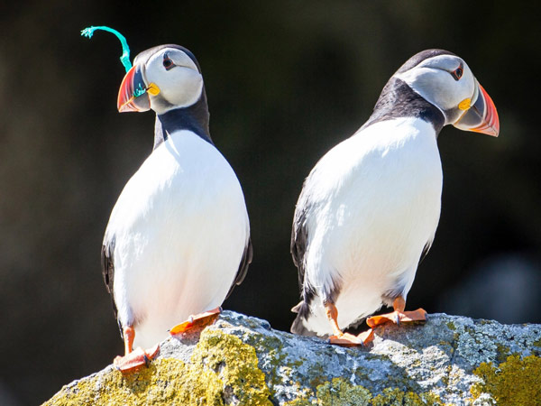 Rác thải nhựa và tác động của nó tới môi trường và động vật hoang dã 33