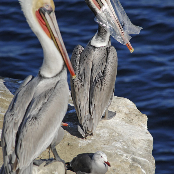 Rác thải nhựa và tác động của nó tới môi trường và động vật hoang dã 34