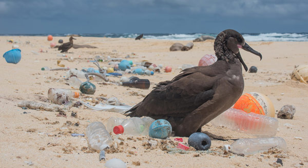 Rác thải nhựa và tác động của nó tới môi trường và động vật hoang dã 35