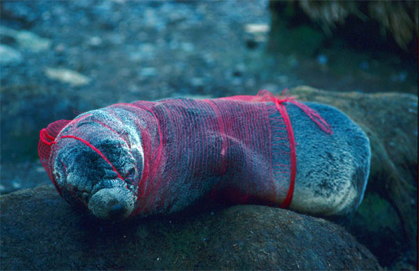 Rác thải nhựa và tác động của nó tới môi trường và động vật hoang dã 36