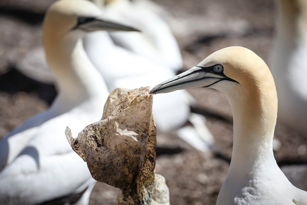 Rác thải nhựa và tác động của nó tới môi trường và động vật hoang dã 41