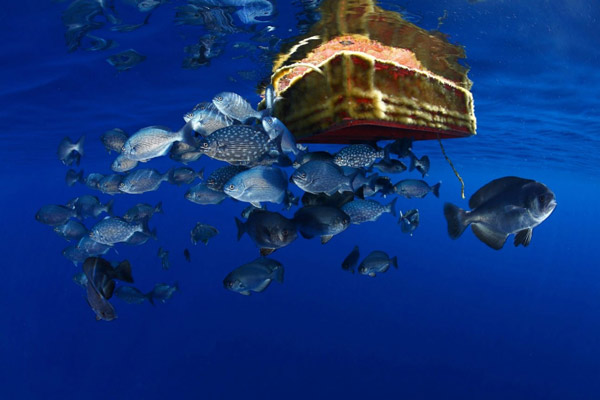 Rác thải nhựa và tác động của nó tới môi trường và động vật hoang dã 42