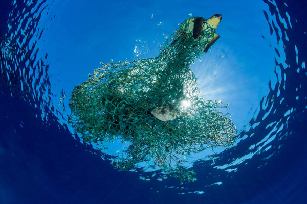 Rác thải nhựa và tác động của nó tới môi trường và động vật hoang dã 43