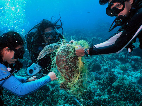 Rác thải nhựa và tác động của nó tới môi trường và động vật hoang dã 46