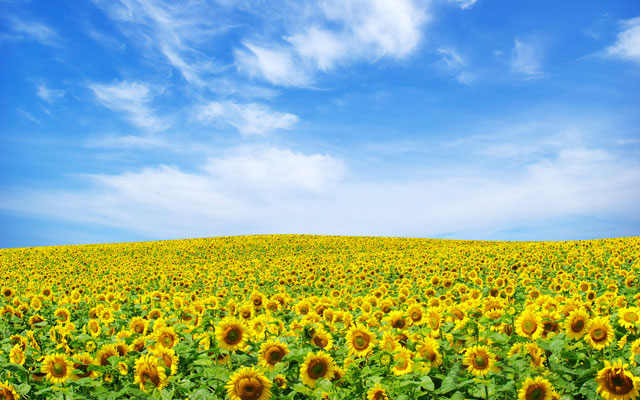 Hình nền màu vàng Hệ thực vật Hoa hướng dương thực vật Cánh hoa Đóng lên Daisy family Mùa xuân Chụp macro thực vật có hoa Hoa dại Hình nền máy