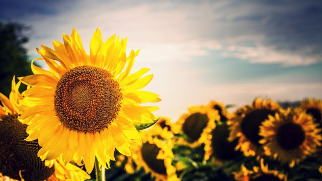 10000+ Hoa hướng dương & hình hoa hướng dương vẽ - Pixabay