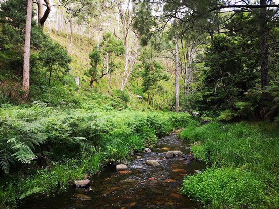 Khung cảnh như rừng nhiệt đới