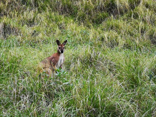 Một vài chú kangaroo