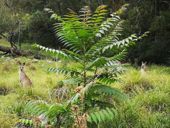 Một vài chú kangaroo  2