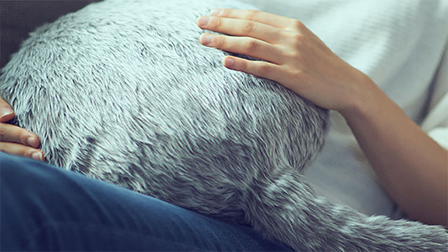 Robot thú cưng Qoobo