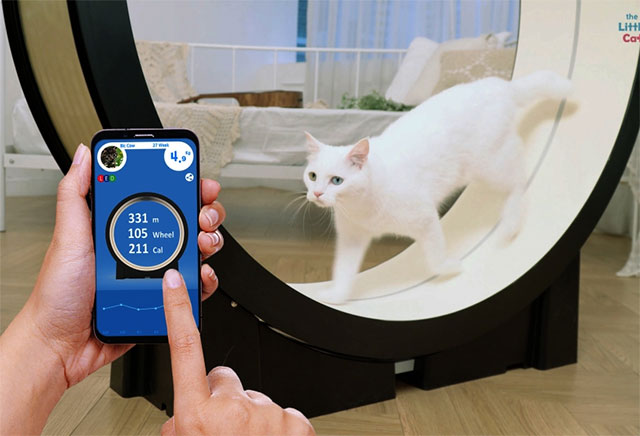 Máy chạy bộ thông minh cho mèo