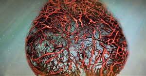 Các nhà khoa học nuôi thành công hệ mạch máu người hoàn hảo trong phòng thí nghiệm