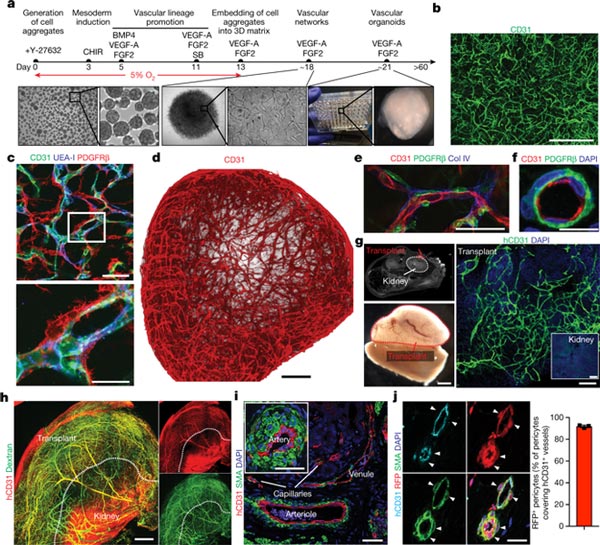 Hệ thống mạch máu organoids được phát triển trong phòng thí nghiệm