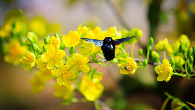 Hình nền hoa mai 12