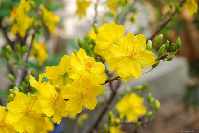 Khi những bông hoa mai ươm mầm rực rỡ trong ngày Tết, những nét đẹp tượng trưng cho sự sung túc và may mắn sẽ tràn đầy trong không gian xuân yêu thương. Hãy để bức ảnh thú vị này đưa bạn khám phá thêm về tinh hoa văn hóa truyền thống của người Việt.