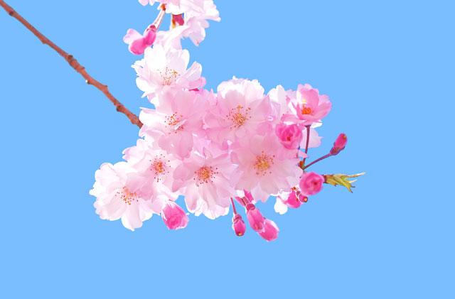 150 Hình nền hoa anh đào tuyệt đẹp cho màn hình máy tính Hoa Sakura wallpaper VFOVN