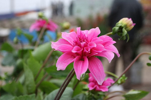 Hoa thược dược