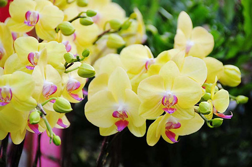 Thú nuôi, cây cảnh:Hoa lan toda hướng dẫn cách chọn hoa lan hồ điệp chưng ngày   Chon-hoa-lan-ngay-tet-5
