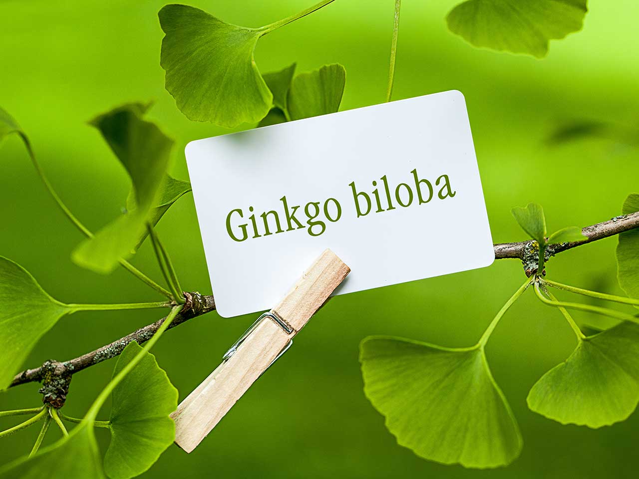 Cây thuốc Ginkgo Biloba
