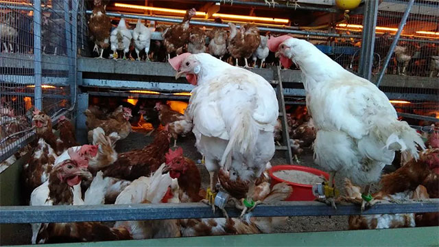 NPR nói rằng đã có 100.000 chú gà được đeo thiết bị giám sát