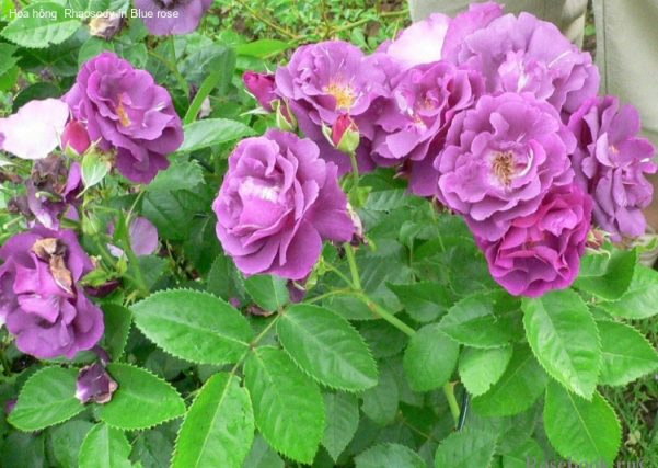 Hoa hồng Rhapsody 1