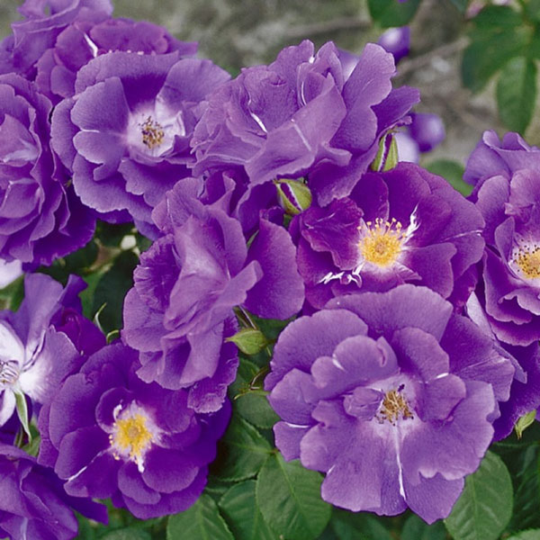 Hoa hồng Rhapsody 2