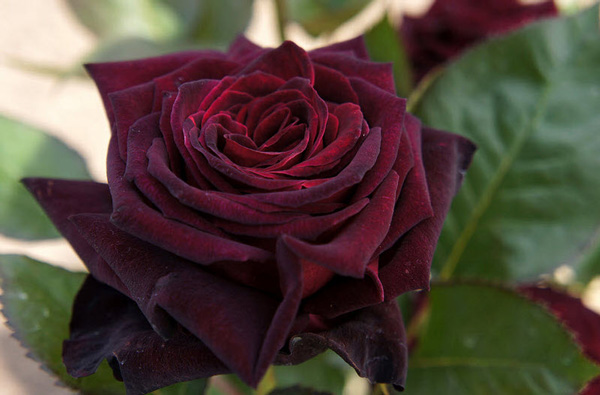 Hoa hồng đen Baccara